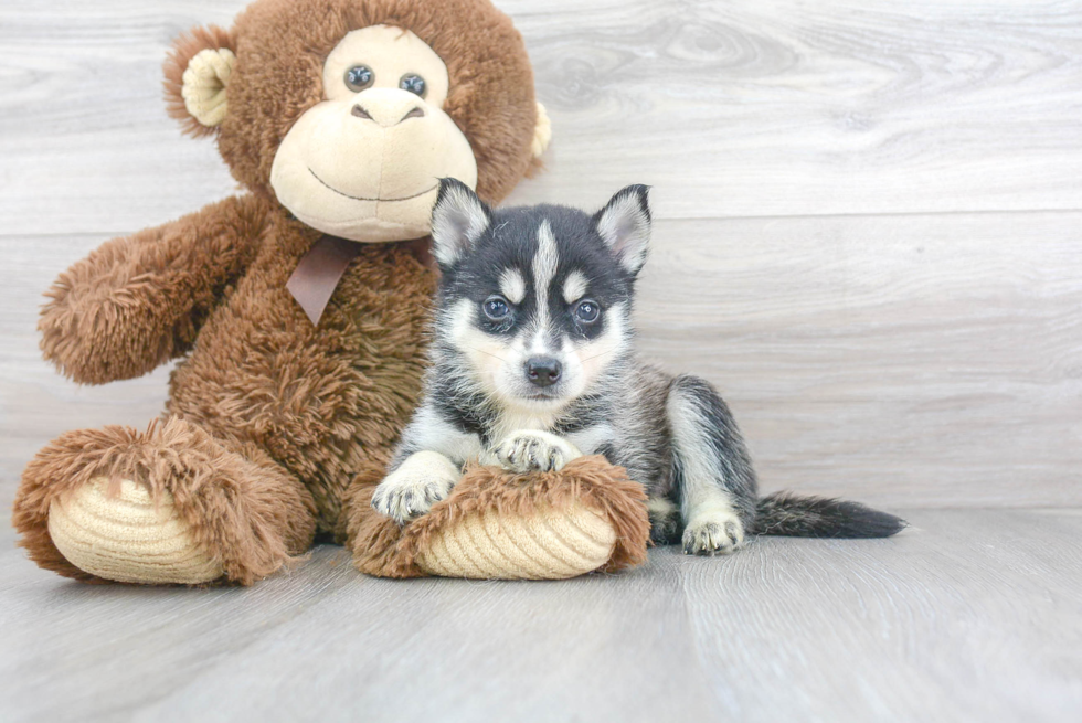 Energetic Mini Husky Designer Puppy