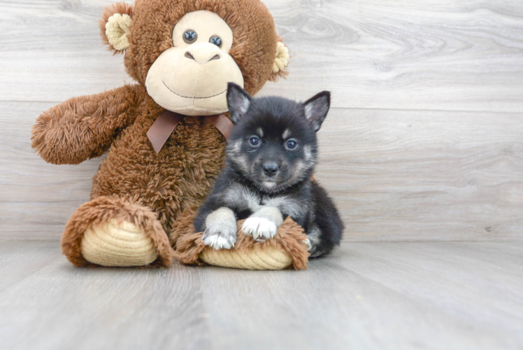 Small Pomsky Baby