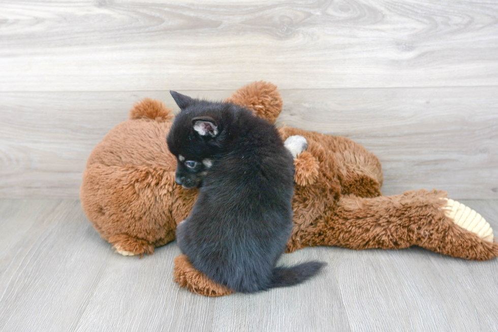 Pomsky Puppy for Adoption