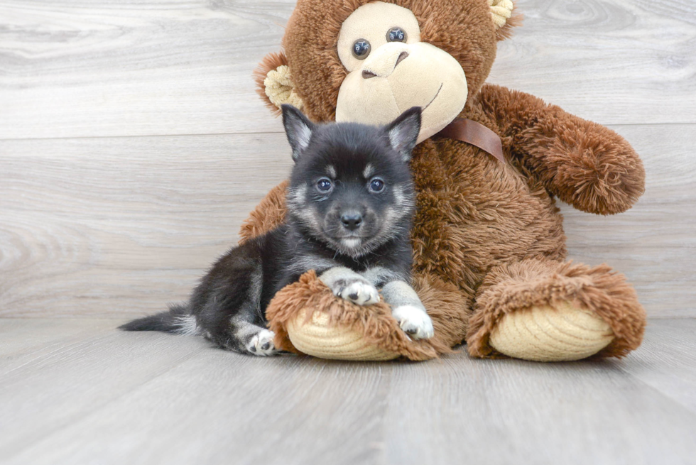 Happy Pomsky Baby