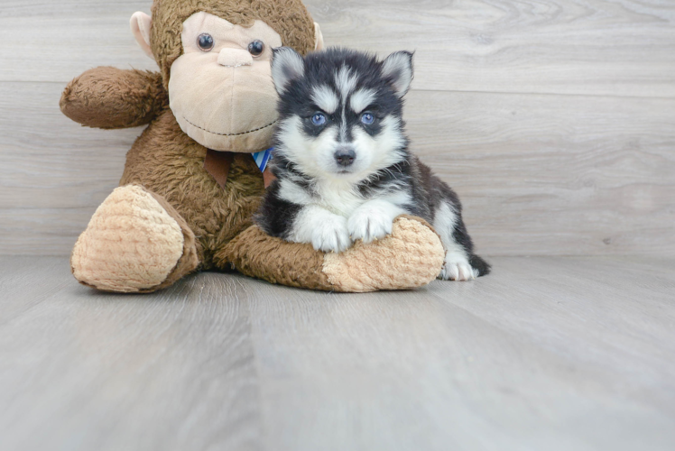 Funny Pomsky Designer Pup