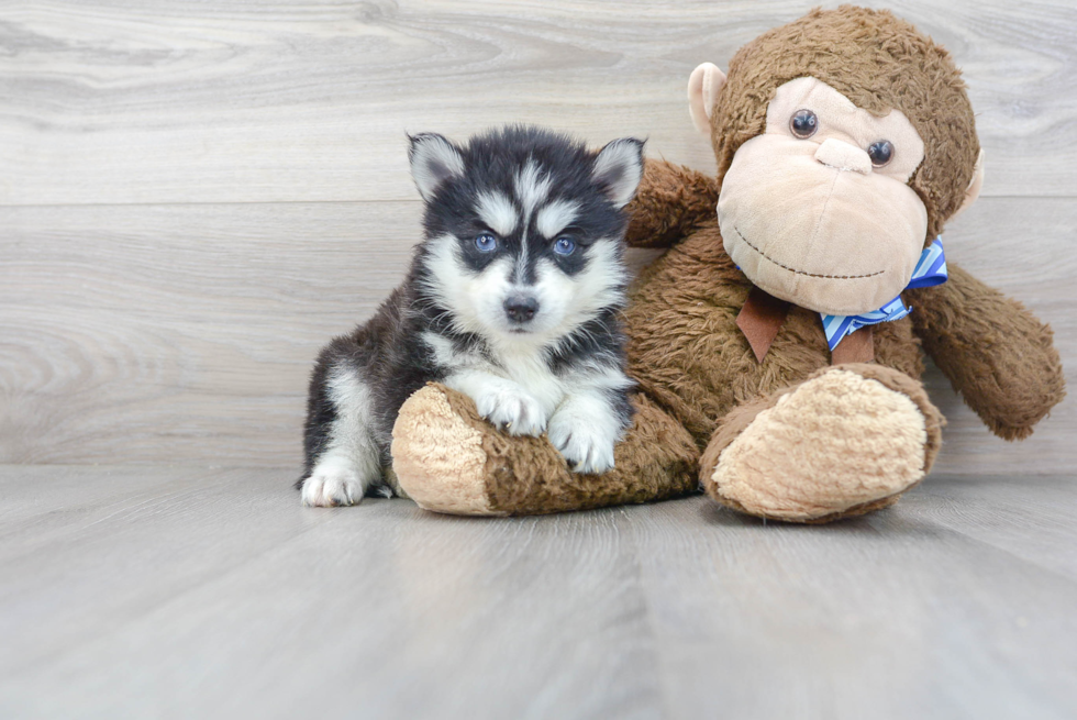 Best Pomsky Baby