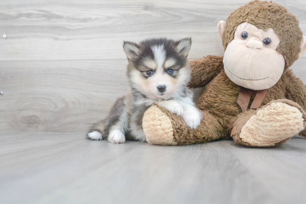 Best Pomsky Baby