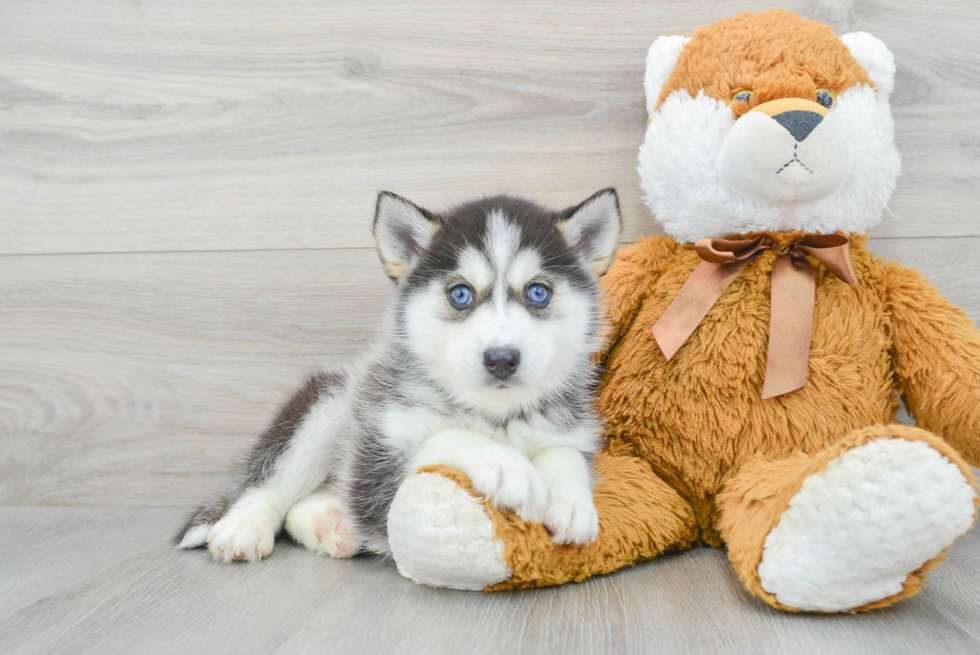 Cute Pomsky Baby