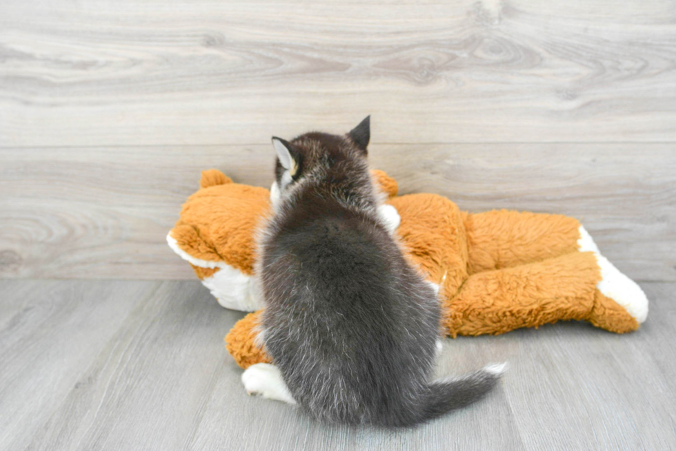 Pomsky Pup Being Cute