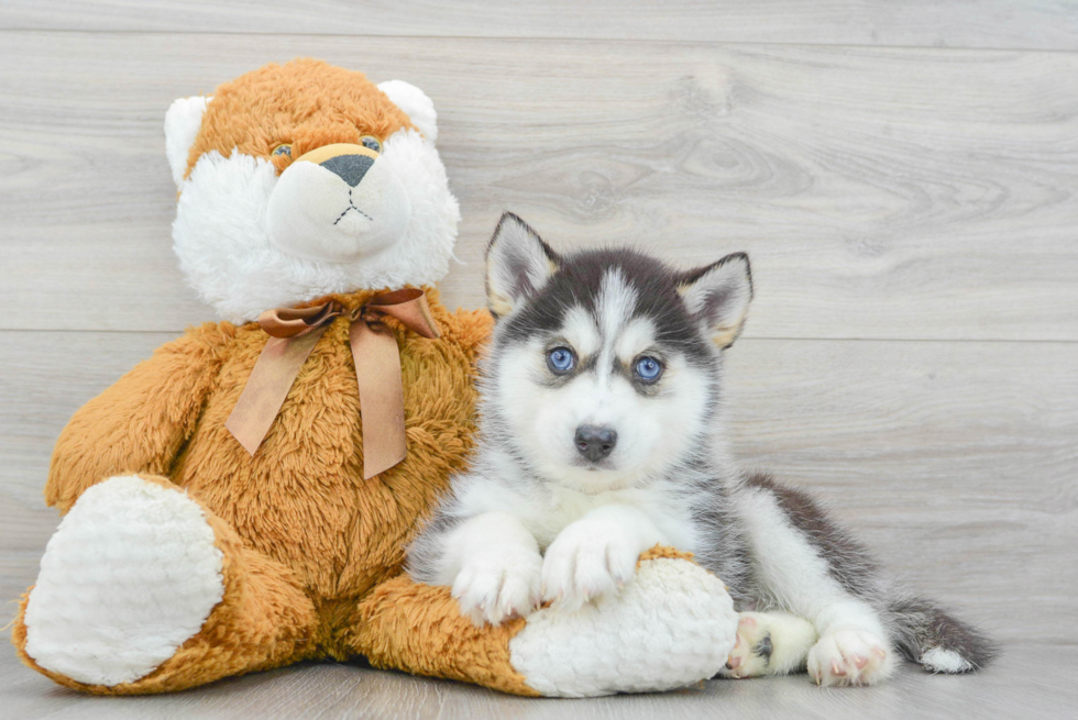 Hypoallergenic Mini Husky Designer Puppy