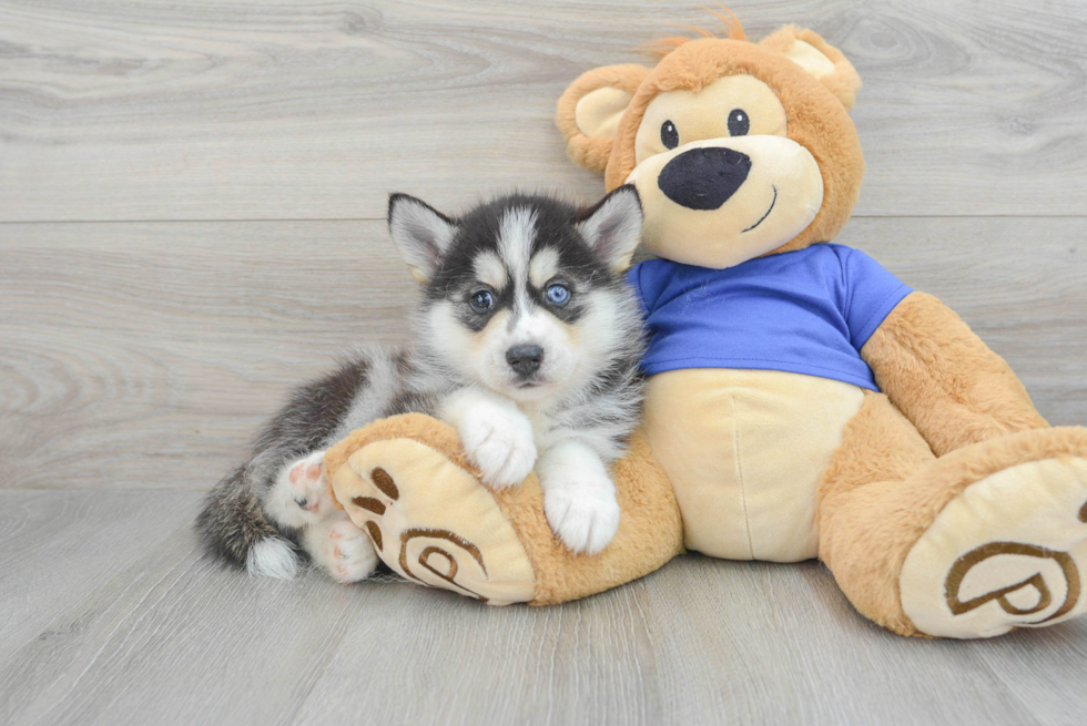 Pomsky Puppy for Adoption