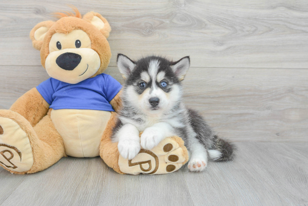 Smart Pomsky Designer Pup