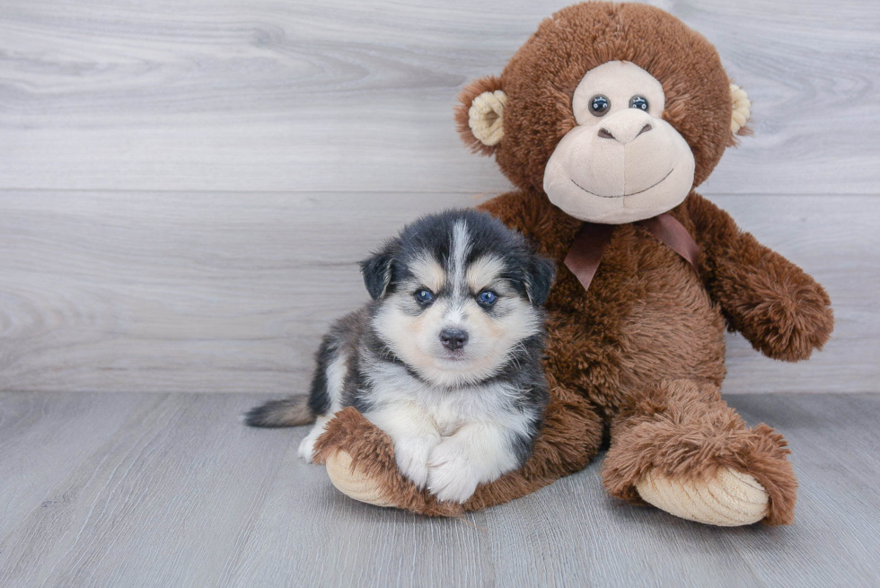 Playful Mini Husky Designer Puppy