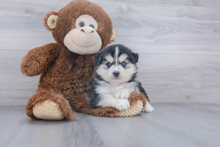 Pomsky Puppy for Adoption