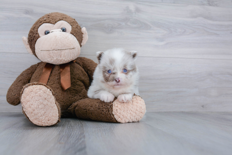 Pomsky Pup Being Cute