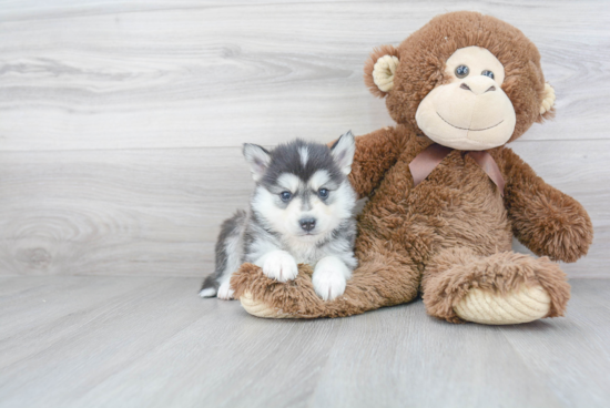 Smart Pomsky Designer Pup