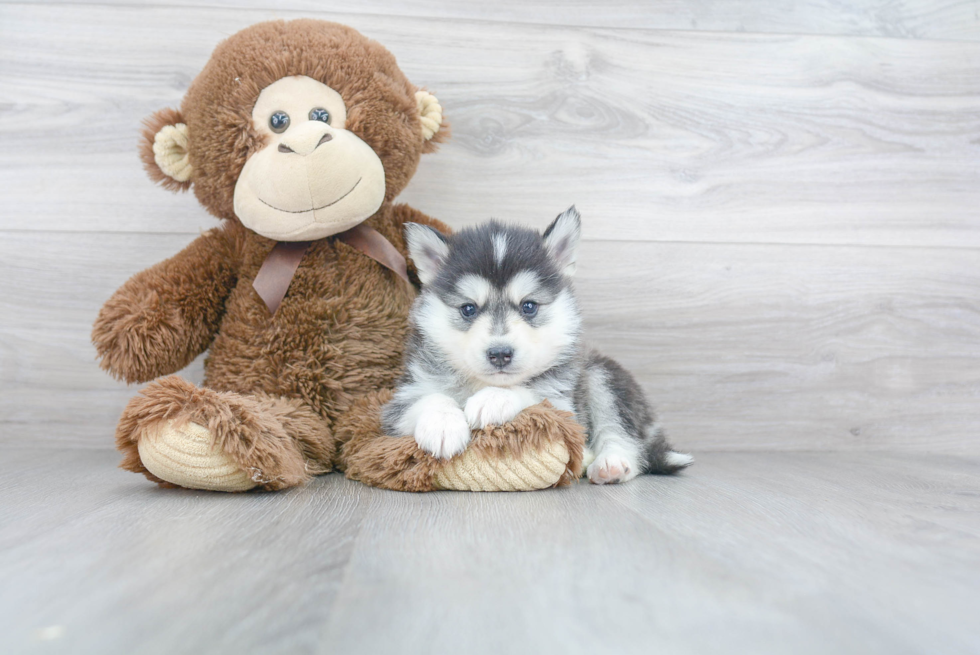 Pomsky Pup Being Cute