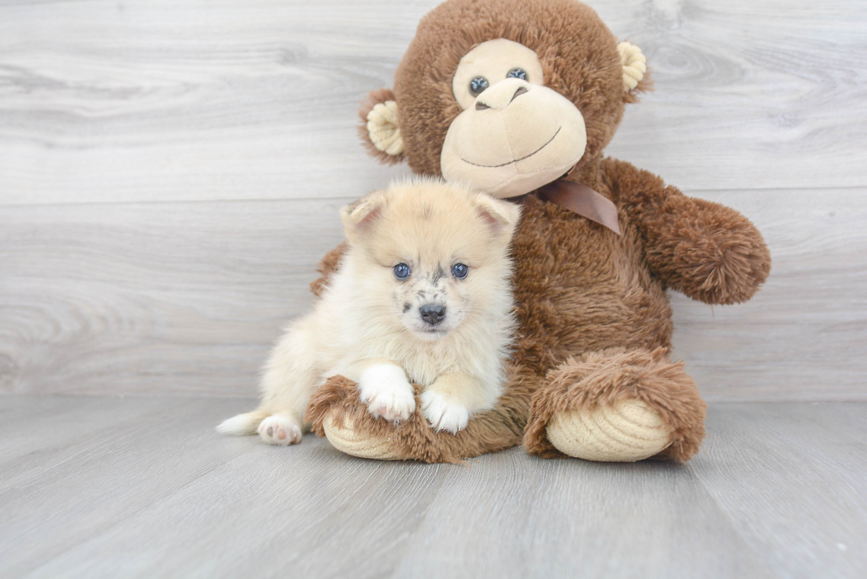 Sweet Pomsky Baby