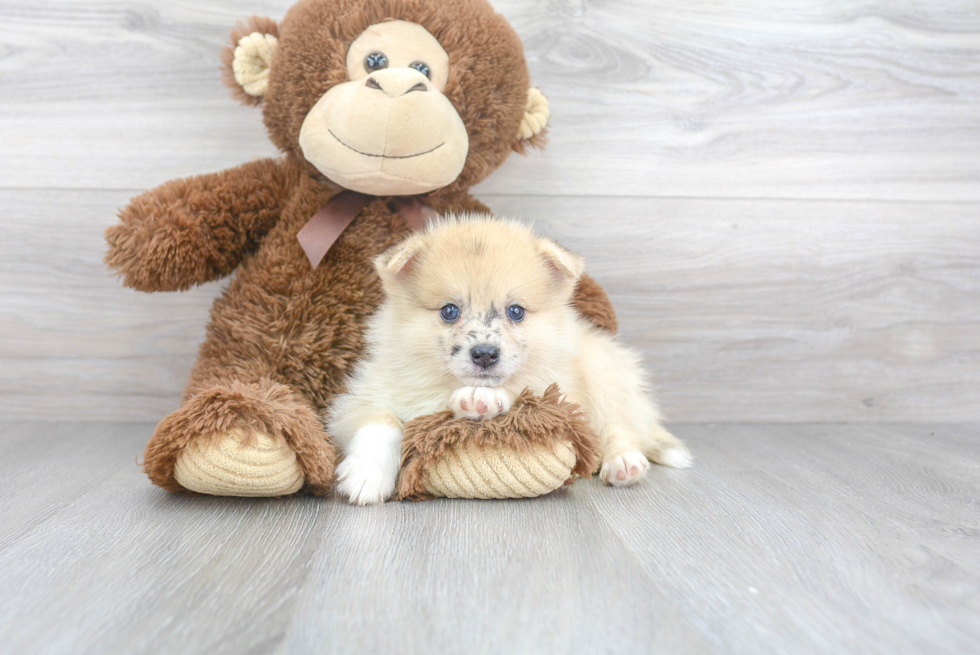 Pomsky Pup Being Cute