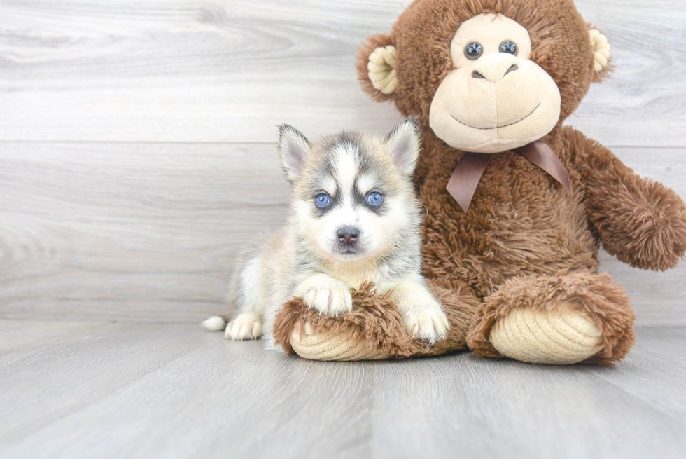 Popular Pomsky Designer Pup