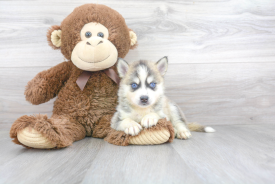 Best Pomsky Baby