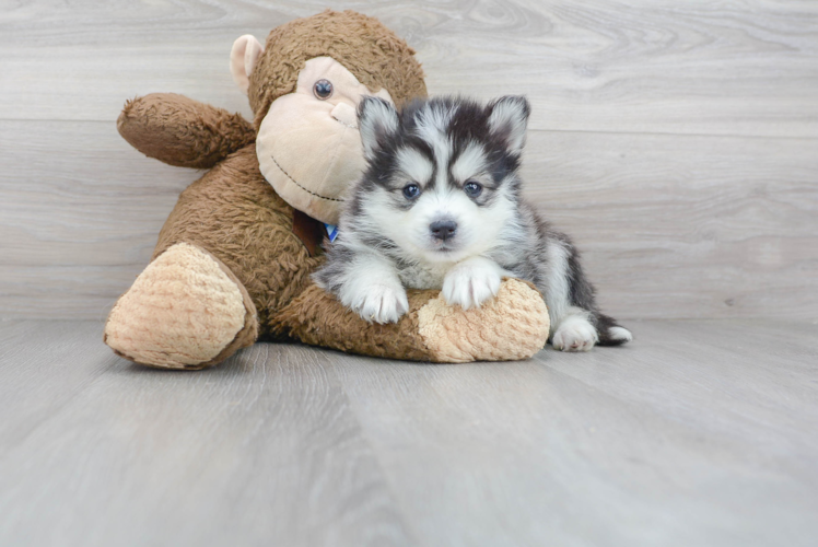 Pomsky Pup Being Cute