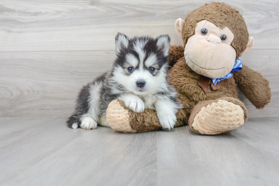 Energetic Mini Husky Designer Puppy