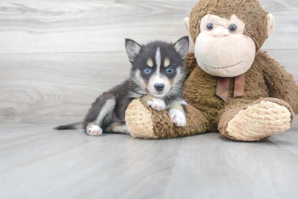 Best Pomsky Baby