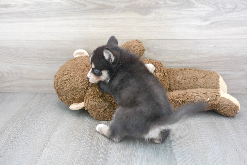 Petite Pomsky Designer Pup