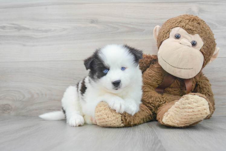 Pomsky Puppy for Adoption