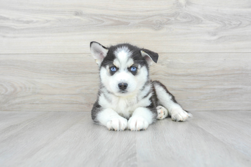 Sweet Pomsky Baby