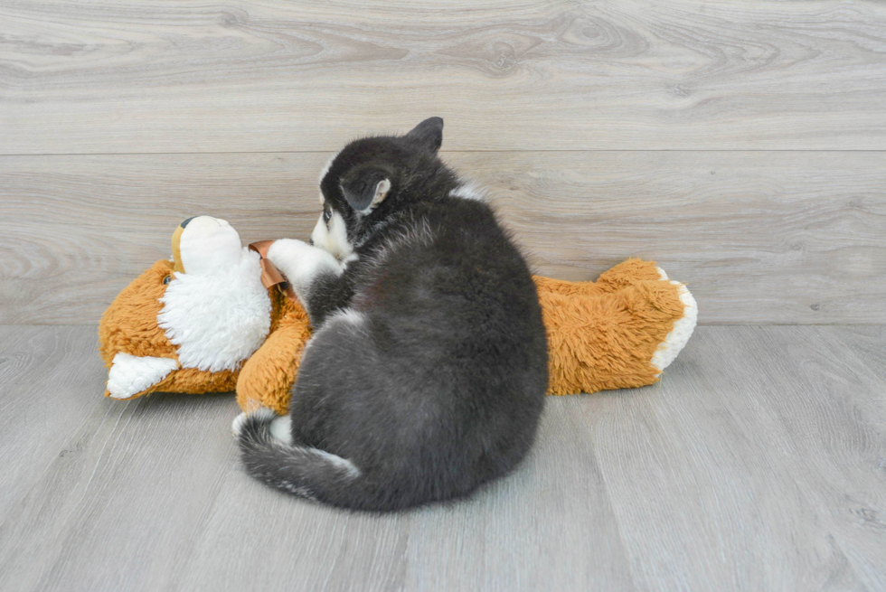 Pomsky Pup Being Cute
