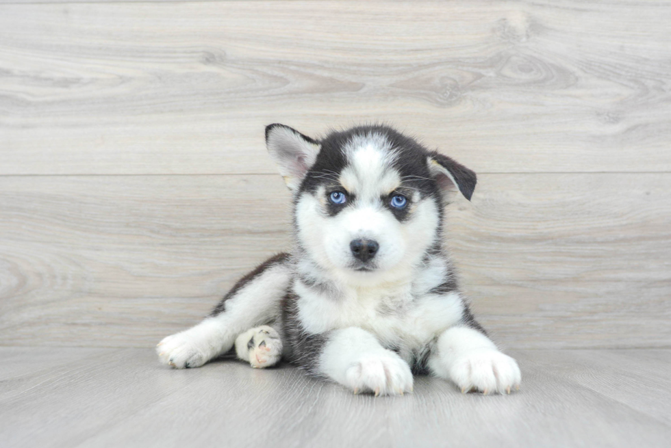 Best Pomsky Baby