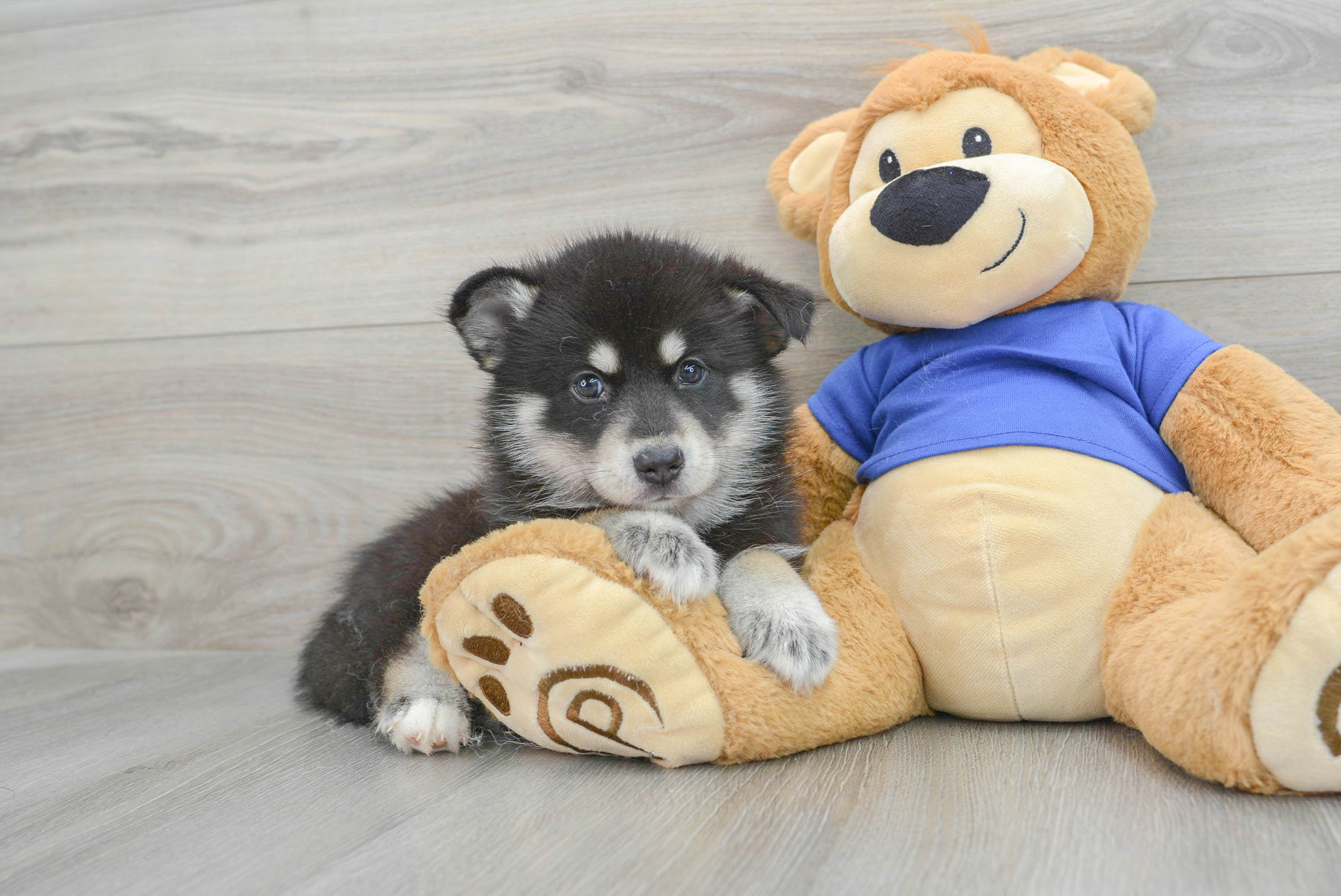 Best Pomsky Baby