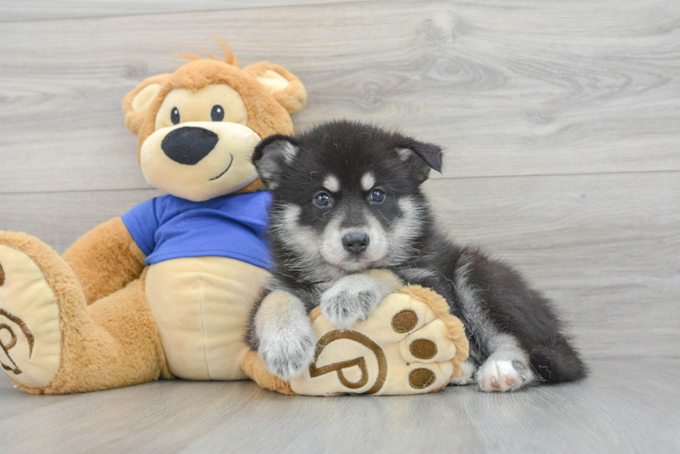 Pomsky Pup Being Cute