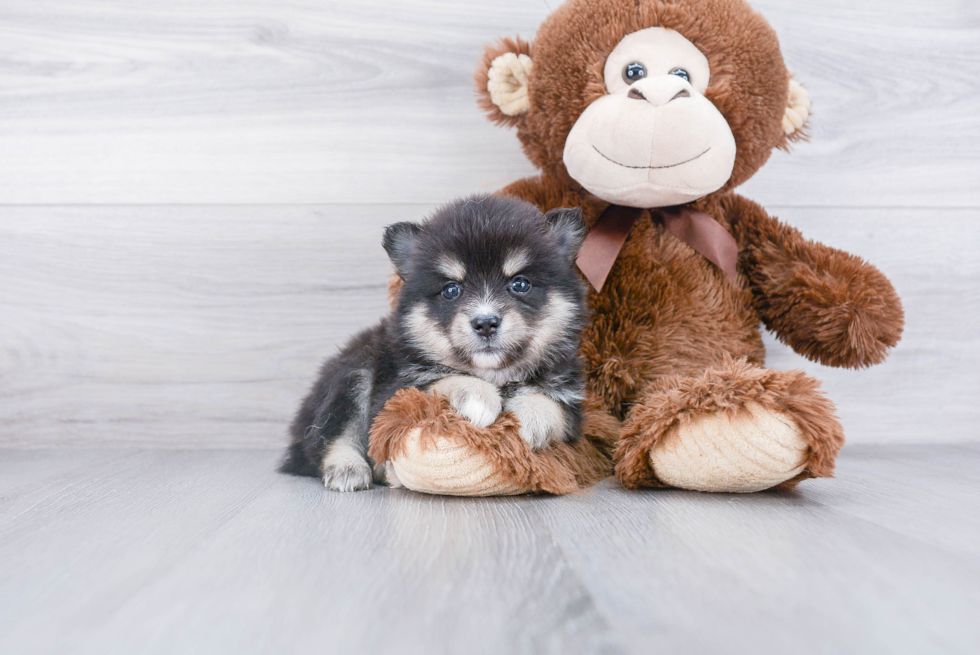 Playful Mini Husky Designer Puppy