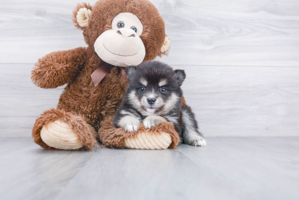 Little Mini Husky Designer Puppy