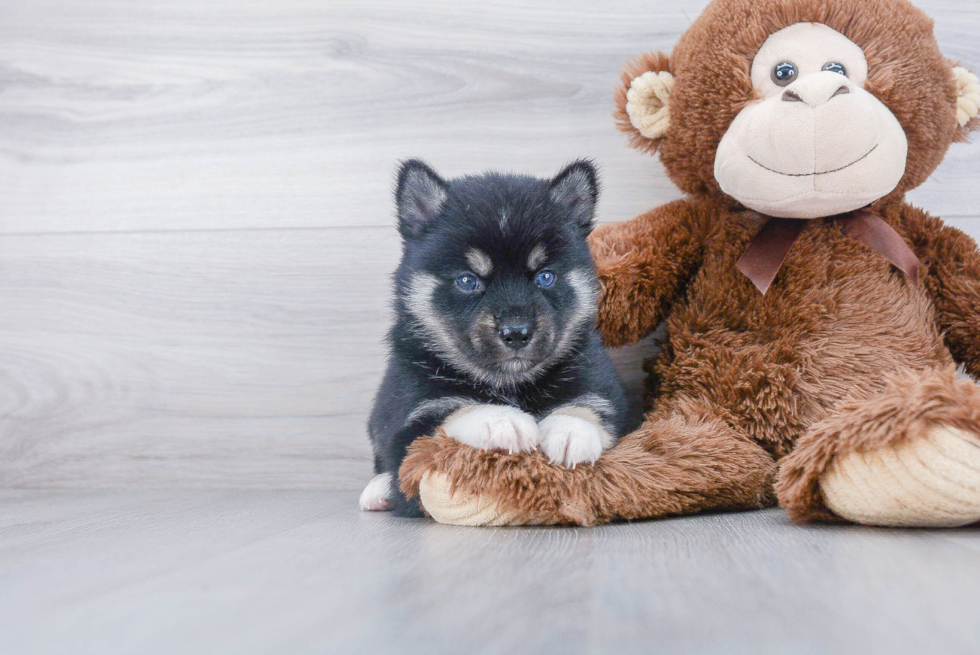 Small Pomsky Baby