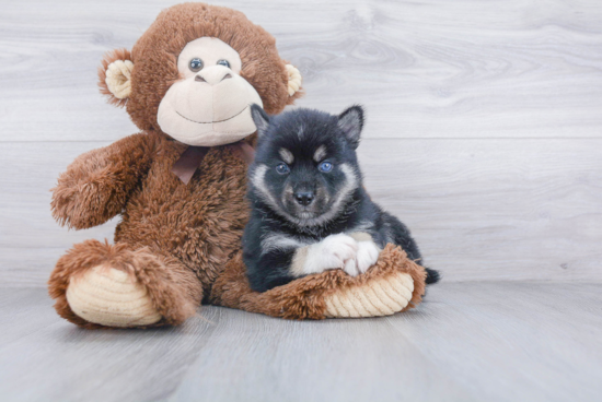 Best Pomsky Baby