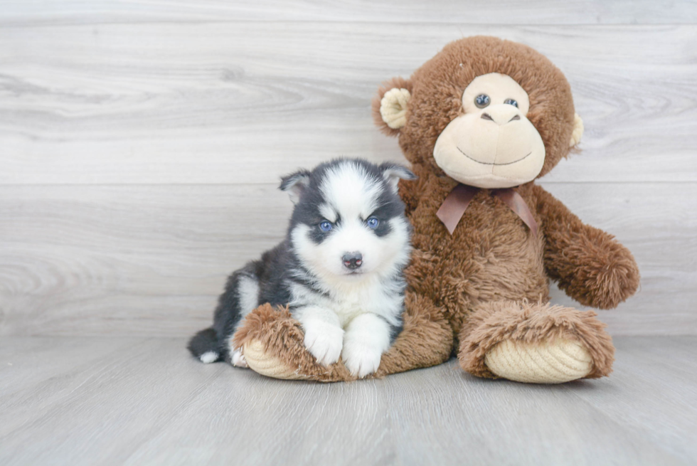 Smart Pomsky Designer Pup