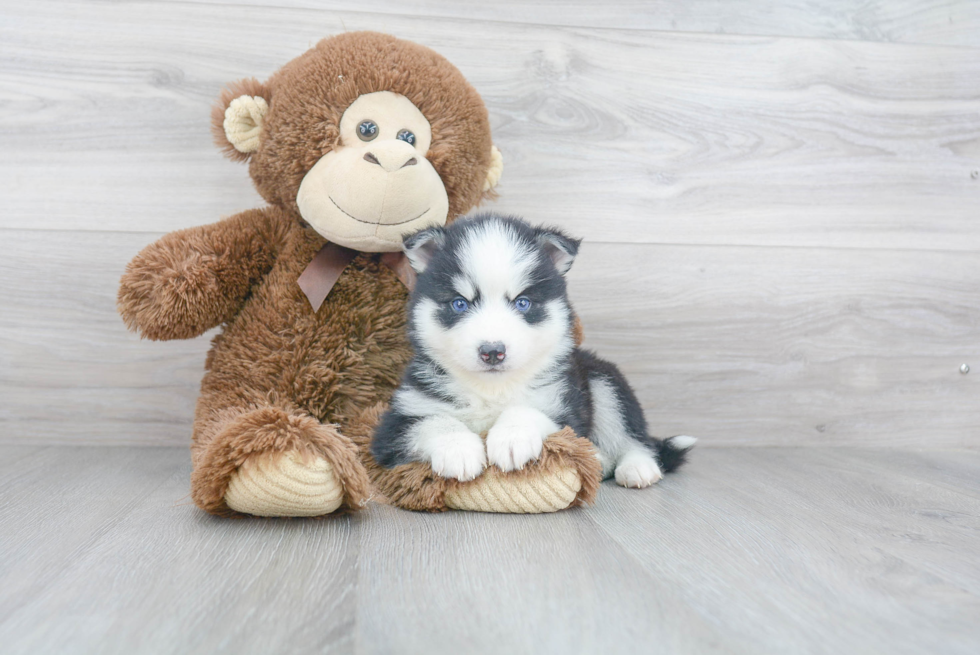 Pomsky Puppy for Adoption