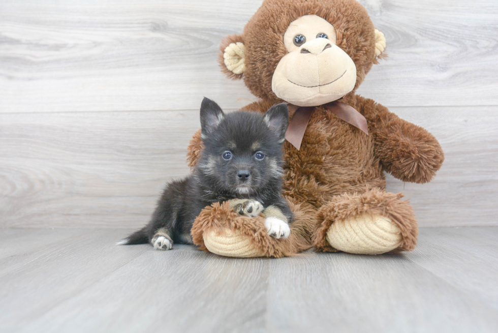 Energetic Mini Husky Designer Puppy