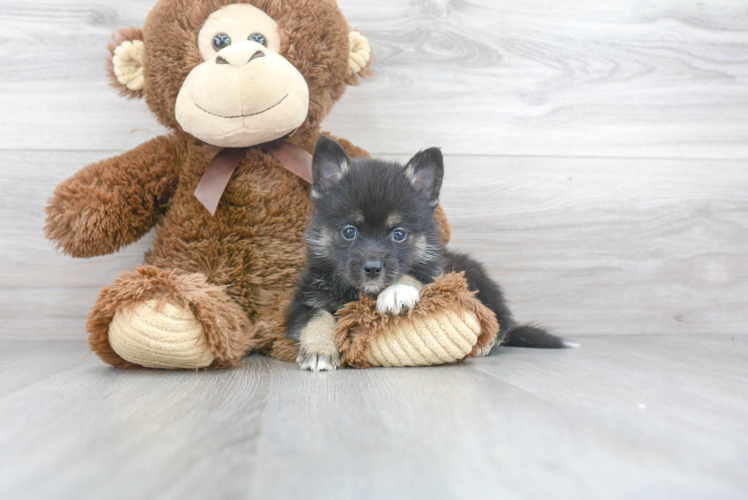 Cute Pomsky Baby