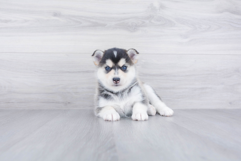 Little Mini Husky Designer Puppy