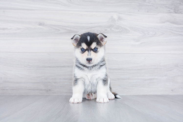 Best Pomsky Baby