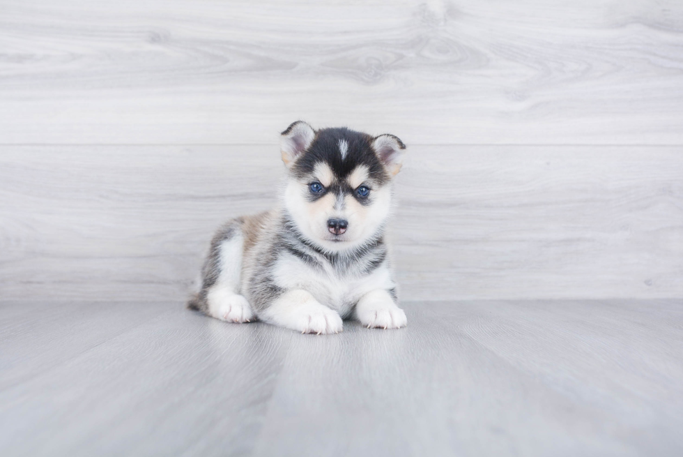 Sweet Pomsky Baby