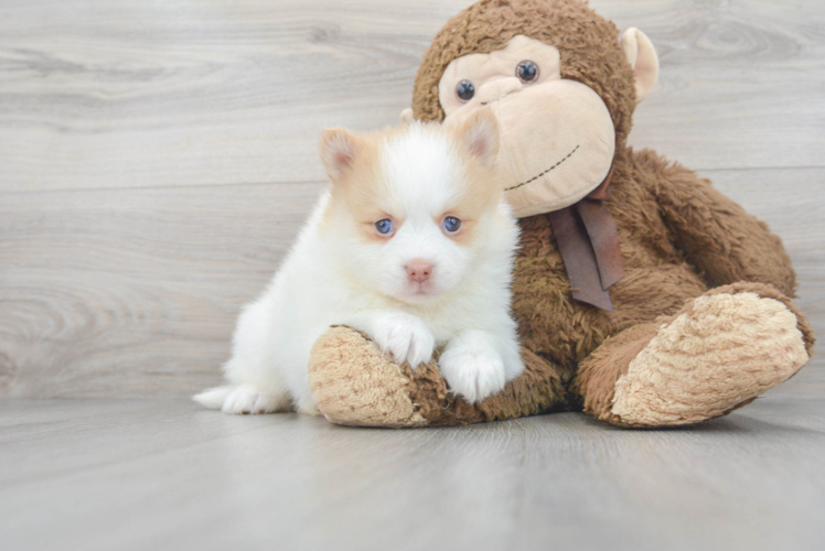 Pomsky Pup Being Cute