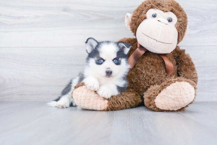 Pomsky Puppy for Adoption