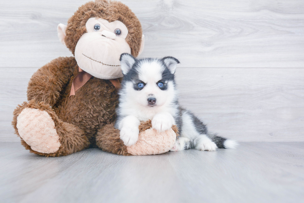 Smart Pomsky Designer Pup