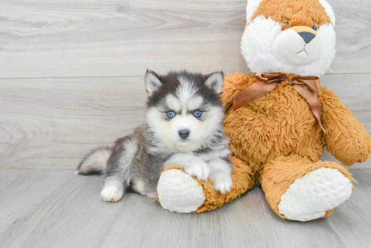 Hypoallergenic Mini Husky Designer Puppy