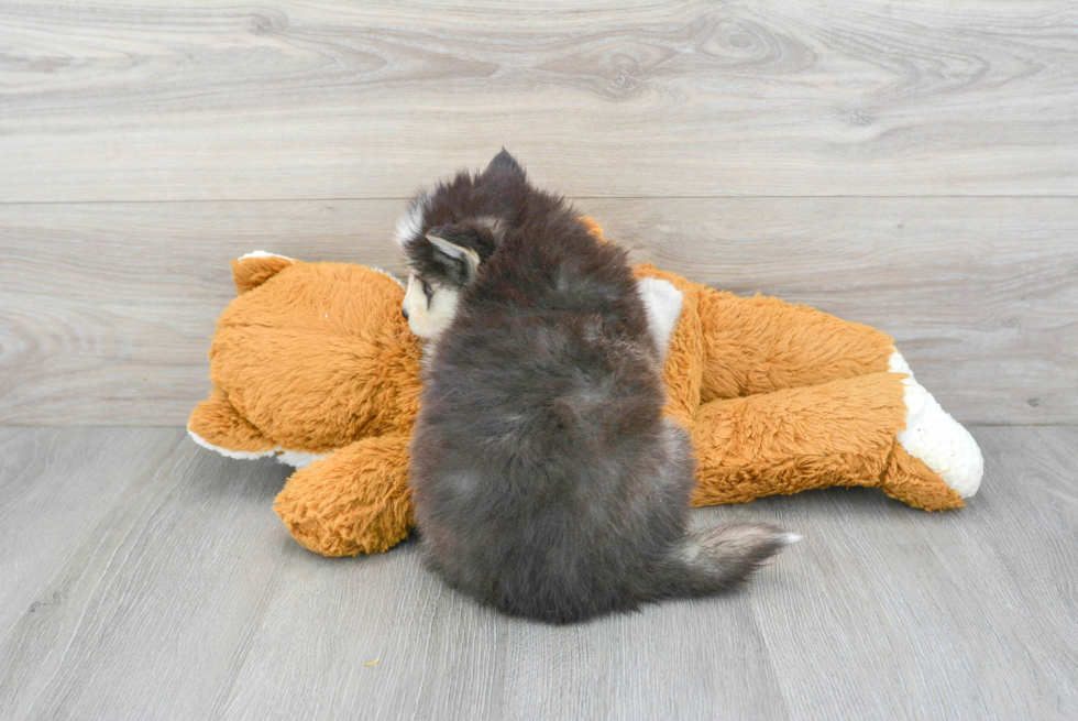 Sweet Pomsky Baby