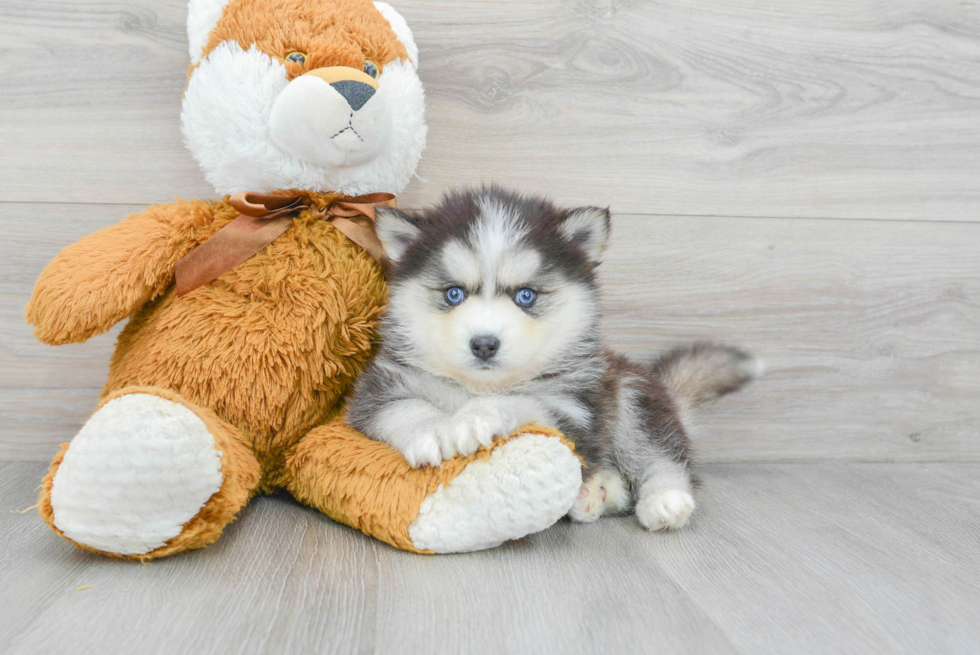 Energetic Mini Husky Designer Puppy