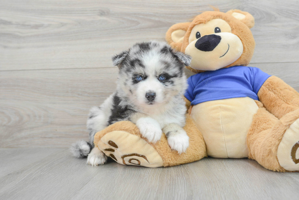 Pomsky Puppy for Adoption