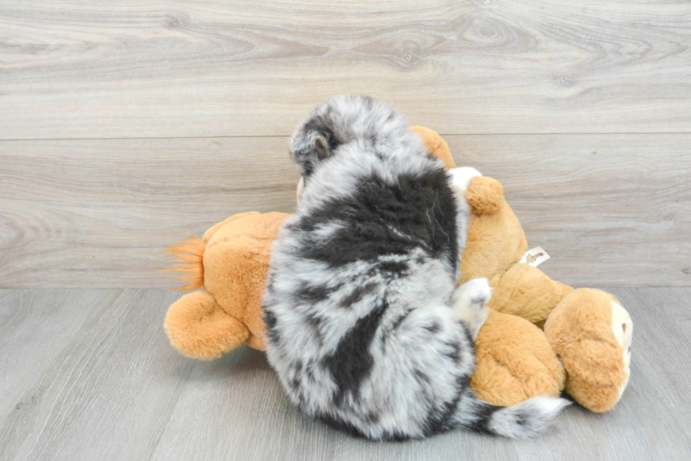 Small Pomsky Baby